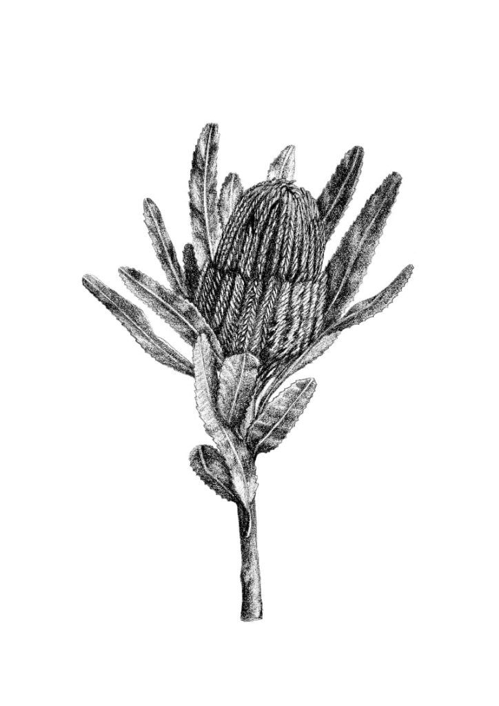 illustration of Banksia art