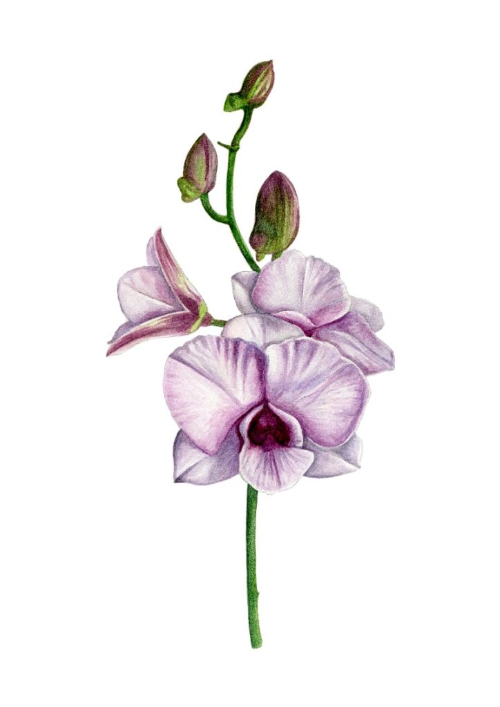 illustration of orchid