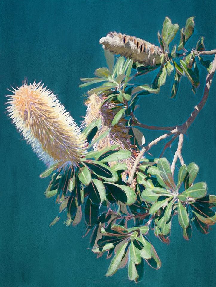 Twilight Banksia