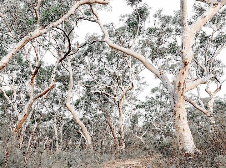Gum Tree Forest
